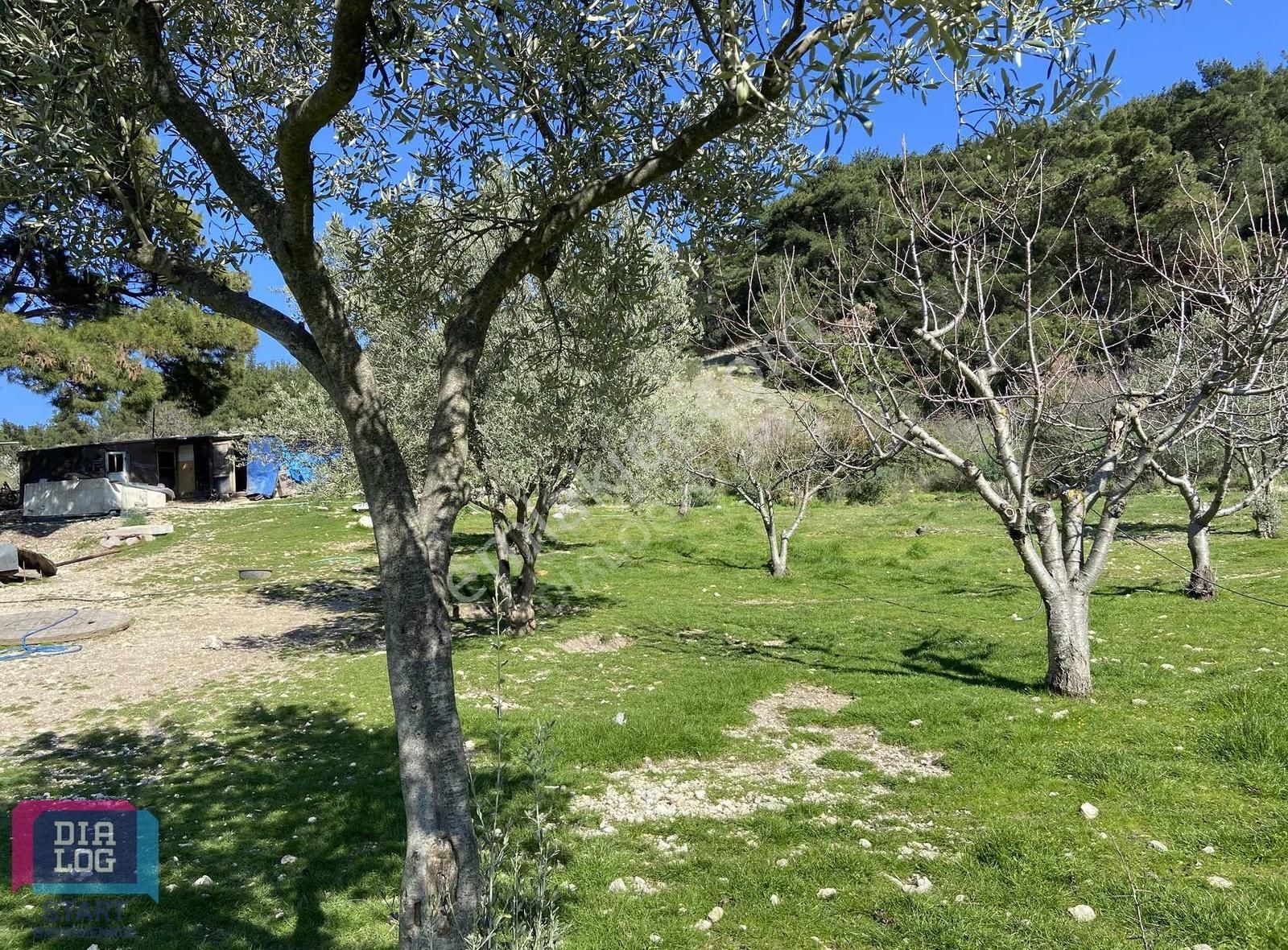 Karaçam'da Manisa Yoluna Yakın Tarla - Görsel 17