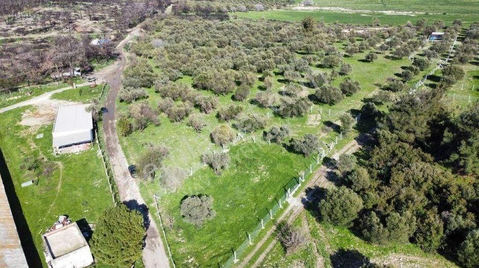 Foça Ilıpınar'da Sizinde Zeytin Ağaçlı Bir Bahçeniz Olsun - Görsel 2