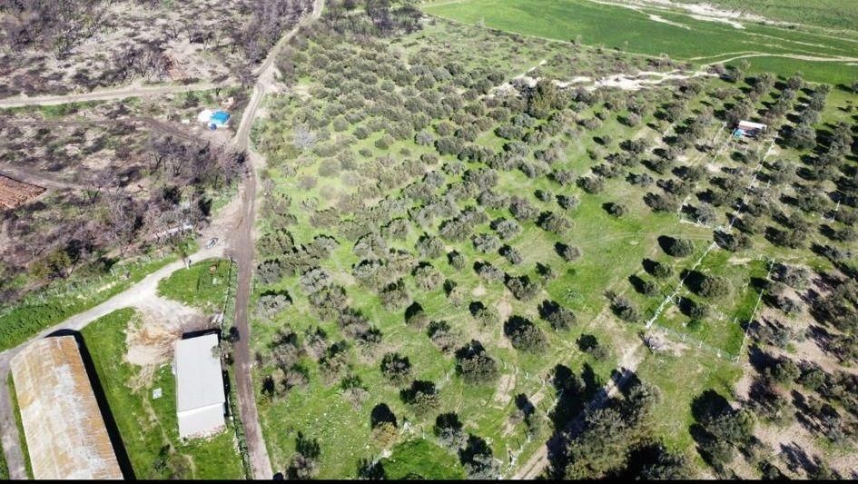 Foça Ilıpınar'da Sizinde Zeytin Ağaçlı Bir Bahçeniz Olsun - Görsel 5