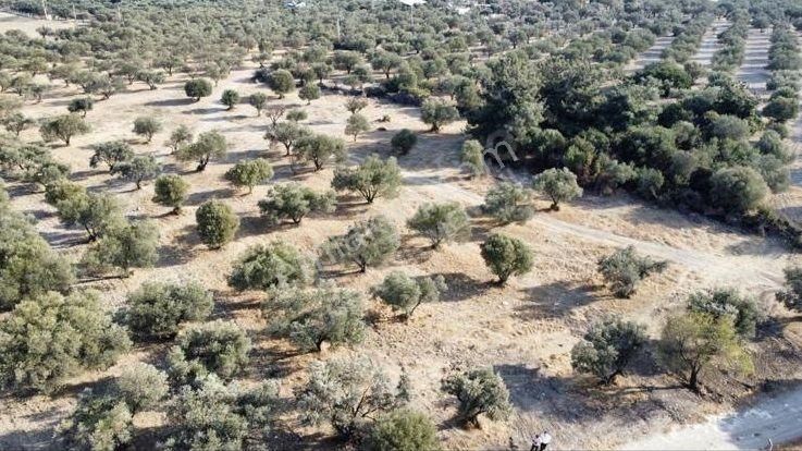 Foça Ilıpınar'da Sizinde Zeytin Ağaçlı Bir Bahçeniz Olsun - Görsel 10