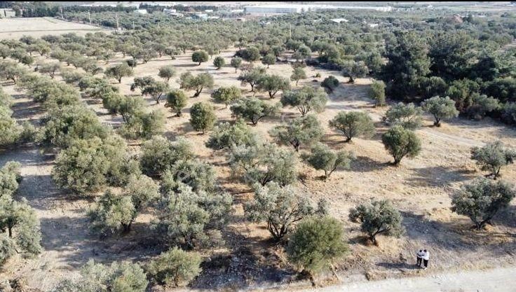 Foça Ilıpınar'da Sizinde Zeytin Ağaçlı Bir Bahçeniz Olsun - Görsel 8