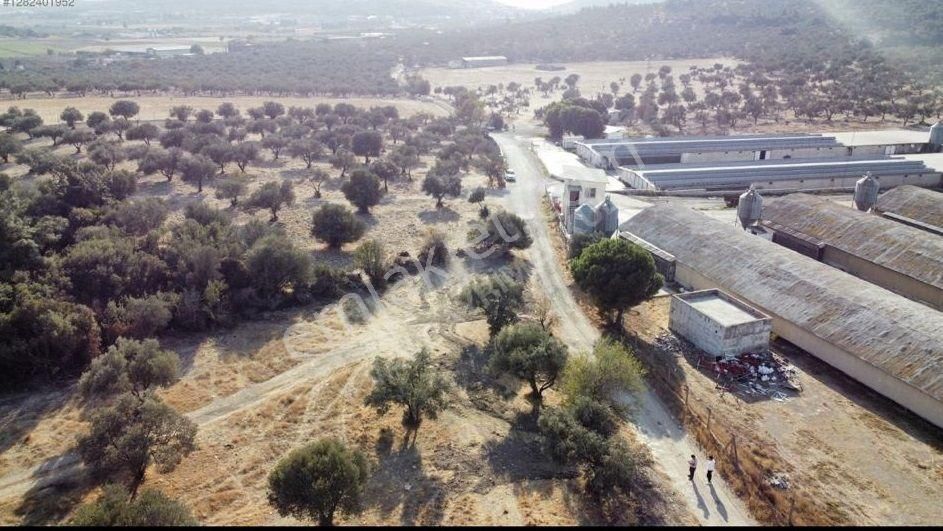 Foça Ilıpınar'da Sizinde Zeytin Ağaçlı Bir Bahçeniz Olsun - Görsel 11