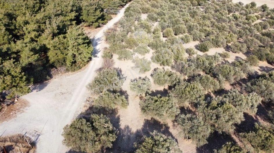 Foça Ilıpınar'da Sizinde Zeytin Ağaçlı Bir Bahçeniz Olsun - Görsel 9