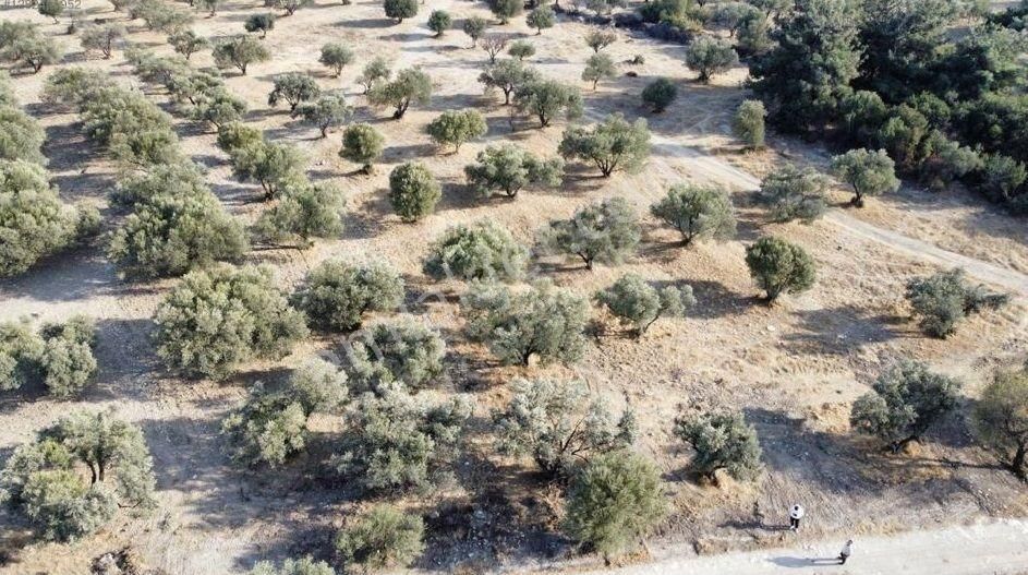 Foça Ilıpınar'da Sizinde Zeytin Ağaçlı Bir Bahçeniz Olsun - Görsel 3
