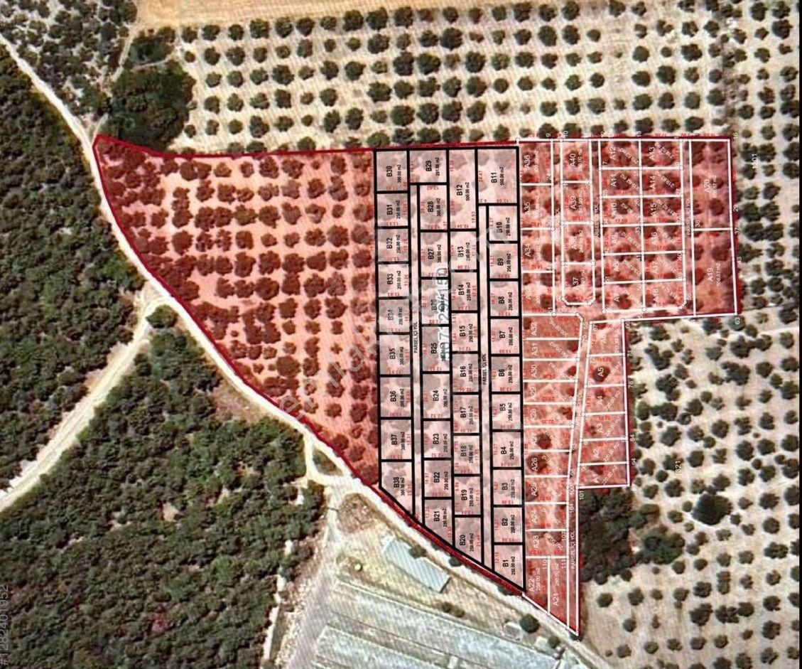 Foça Ilıpınar'da Sizinde Zeytin Ağaçlı Bir Bahçeniz Olsun - Görsel 6