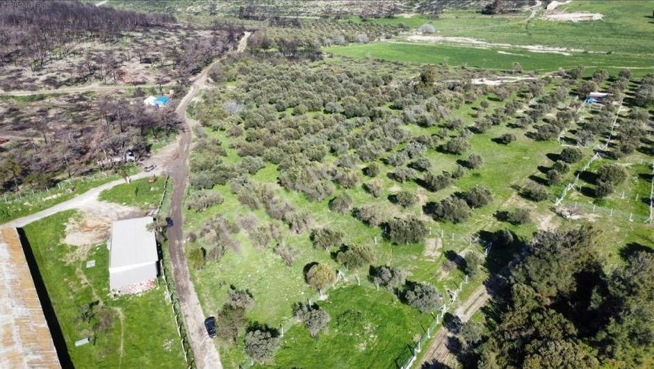 Foça Ilıpınar'da Sizinde Zeytin Ağaçlı Bir Bahçeniz Olsun