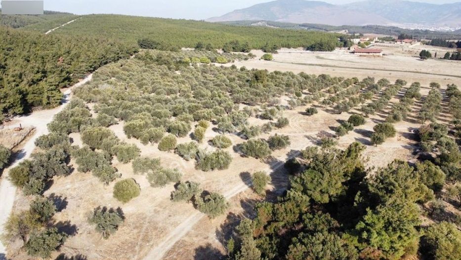Foça Ilıpınar'da Sizinde Zeytin Ağaçlı Bir Bahçeniz Olsun - Görsel 4