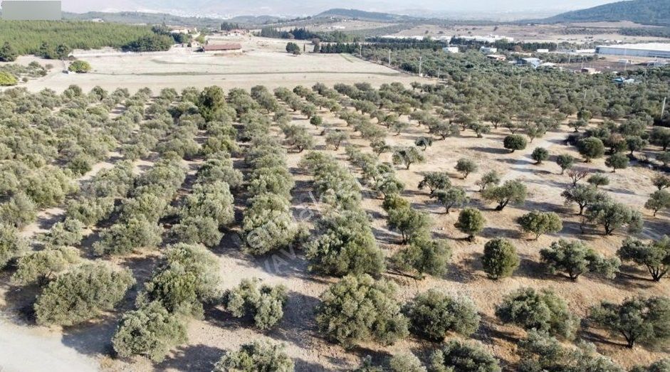 Foça Ilıpınar'da Sizinde Zeytin Ağaçlı Bir Bahçeniz Olsun - Görsel 7