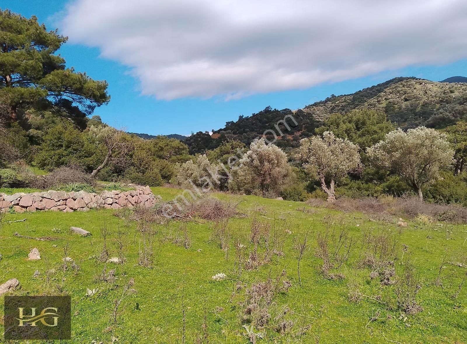 Yamanlar Da Tek Tapu Zeytinlik - Görsel 14