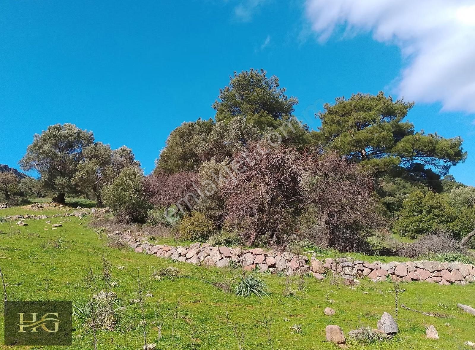 Yamanlar Da Tek Tapu Zeytinlik - Görsel 8