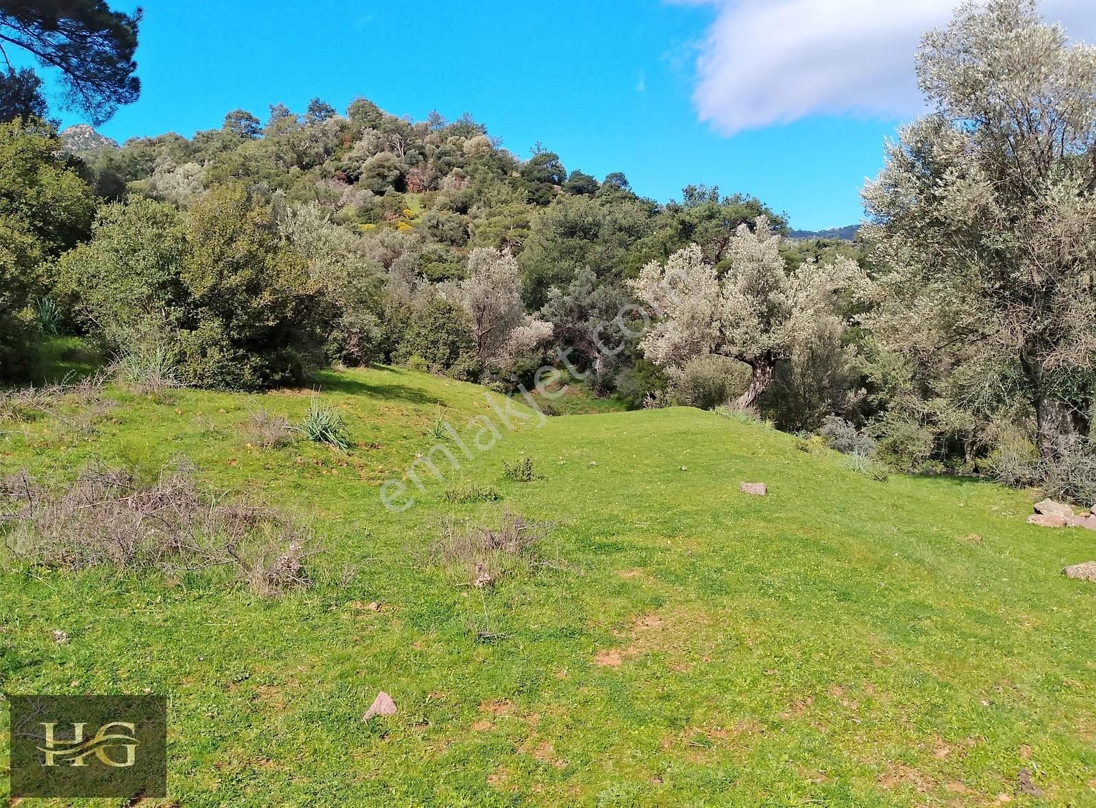 Yamanlar Da Tek Tapu Zeytinlik - Görsel 3