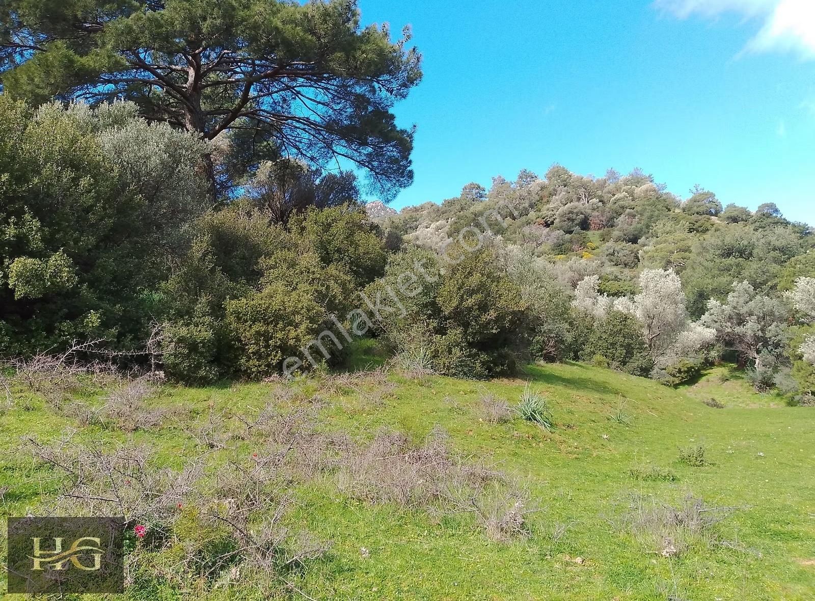 Yamanlar Da Tek Tapu Zeytinlik - Görsel 4