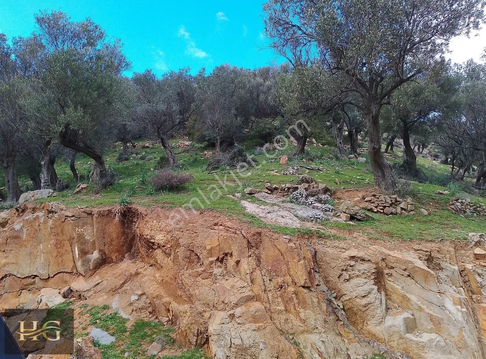 Yamanlar Da Tek Tapu Zeytinlik - Görsel 9