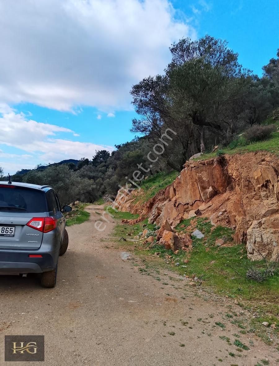 Yamanlar Da Tek Tapu Zeytinlik - Görsel 10
