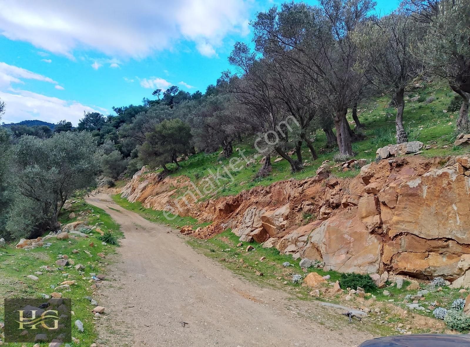 Yamanlar Da Tek Tapu Zeytinlik - Görsel 5