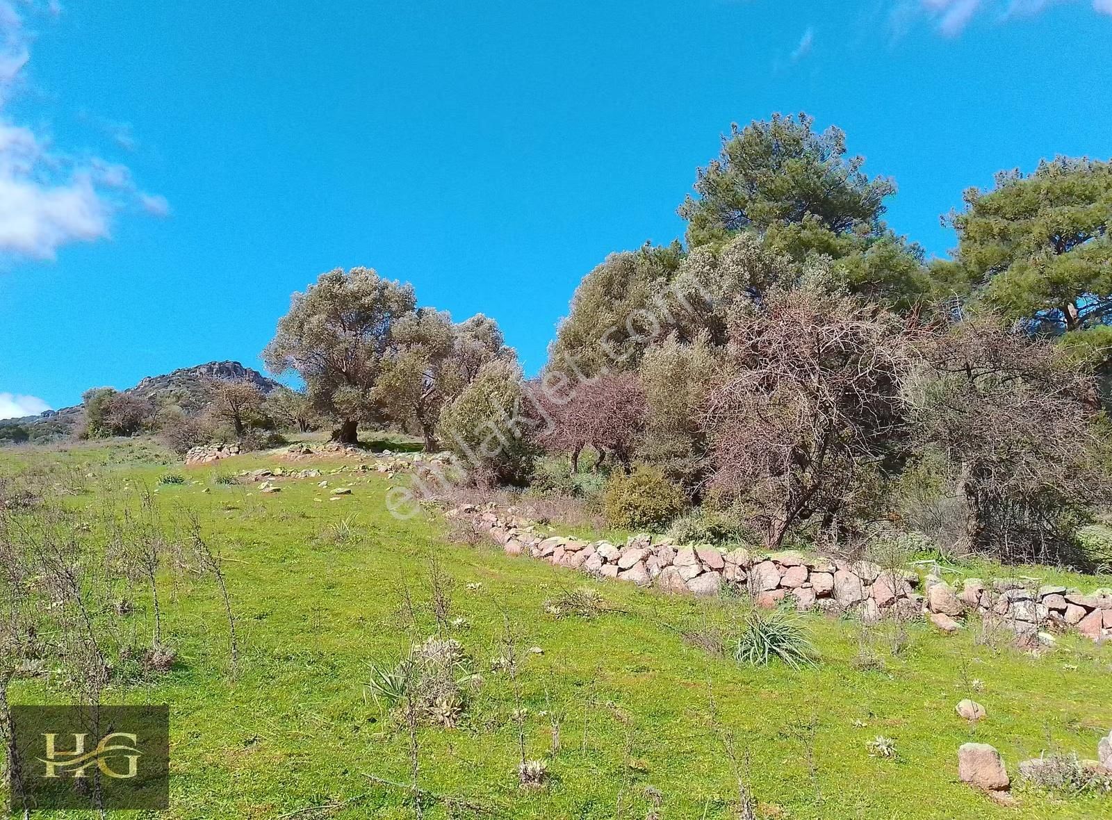 Yamanlar Da Tek Tapu Zeytinlik - Görsel 11