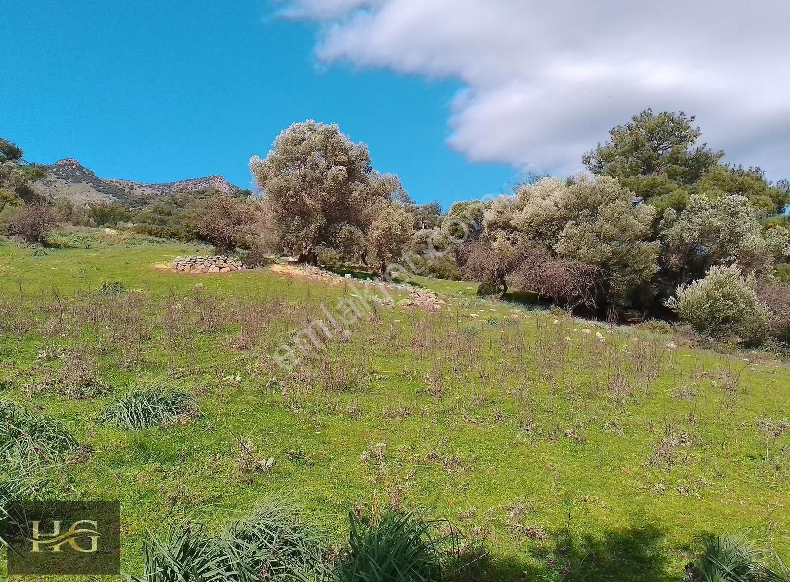 Yamanlar Da Tek Tapu Zeytinlik - Görsel 6