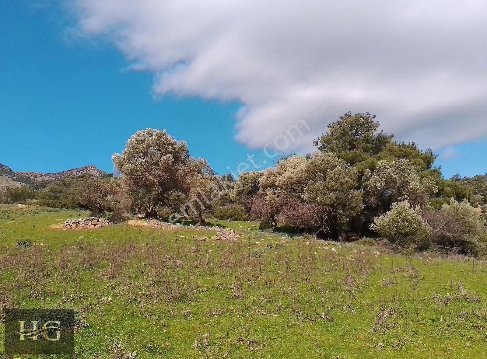 Yamanlar Da Tek Tapu Zeytinlik - Görsel 2