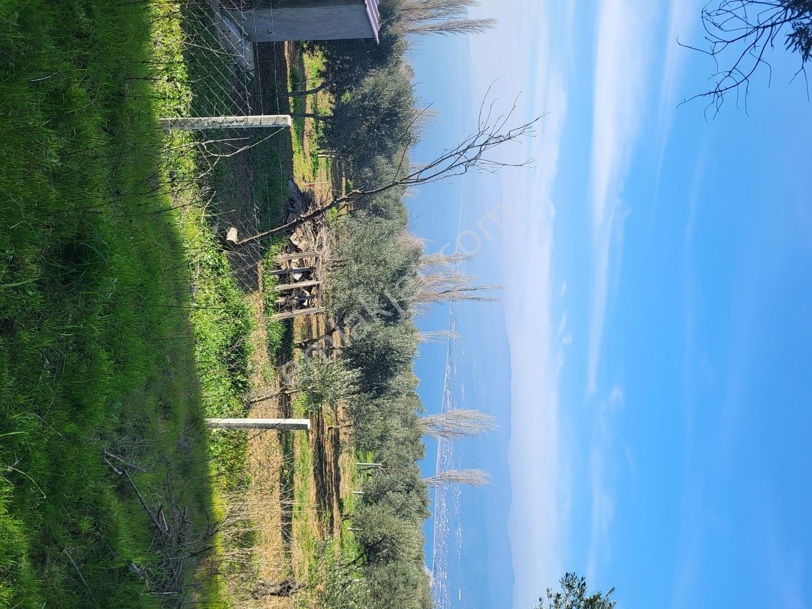 Edincikte Deniz Manzaralı 2.970 M² Satılık Bağ - Görsel 16