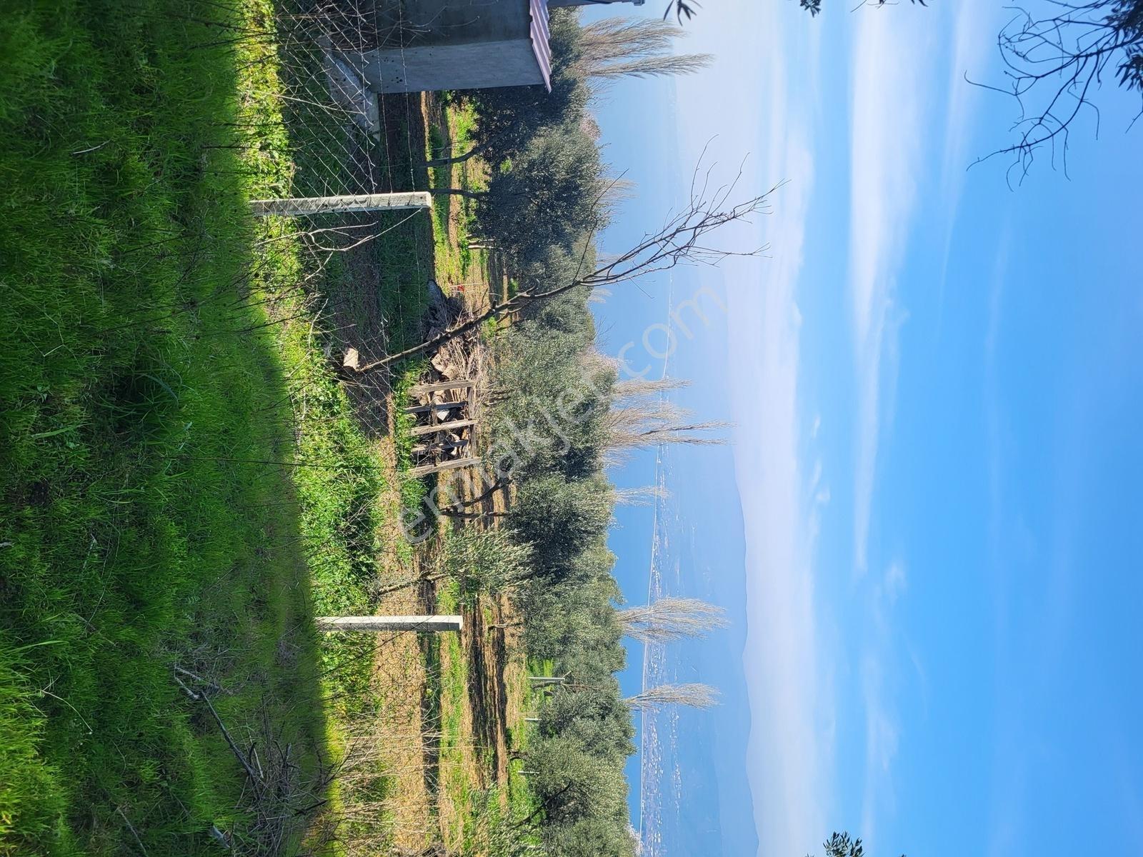 Edincikte Deniz Manzaralı 2.970 M² Satılık Bağ - Görsel 15