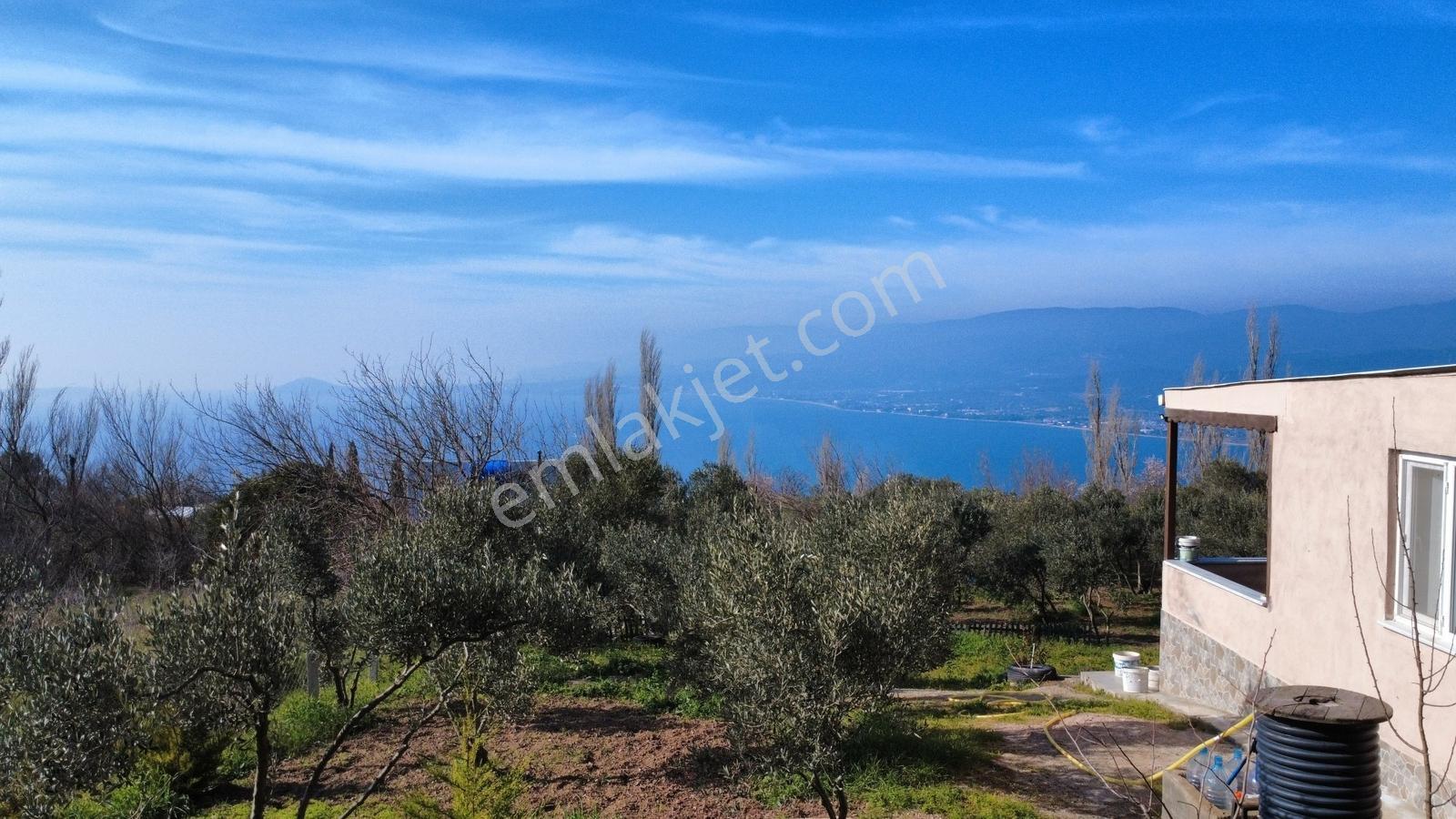 Edincik 1.970 M² Satılık Zeytinlik Yatırımlık Fırsat! - Görsel 7