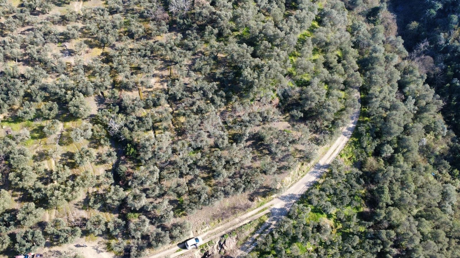 Edincik 1.970 M² Satılık Zeytinlik Yatırımlık Fırsat! - Görsel 3