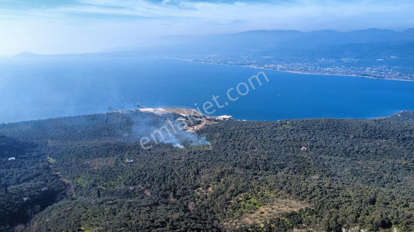 Edincik 1.970 M² Satılık Zeytinlik Yatırımlık Fırsat! - Görsel 4