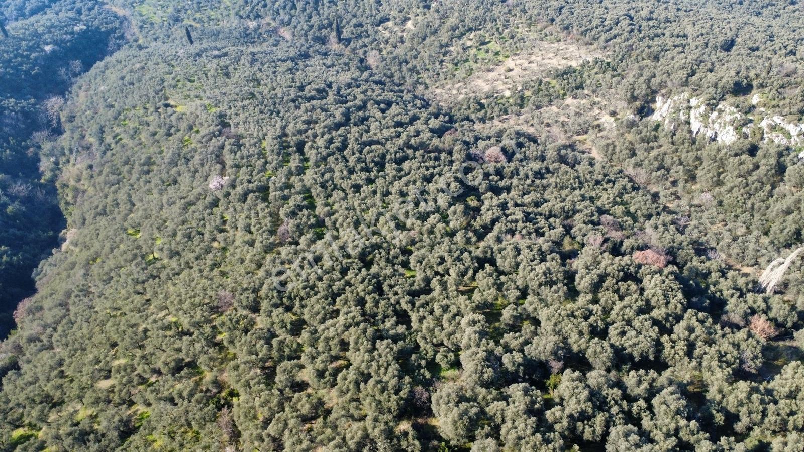 Edincik 1.970 M² Satılık Zeytinlik Yatırımlık Fırsat! - Görsel 5