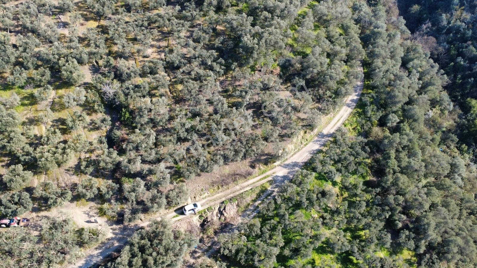Edincik 1.970 M² Satılık Zeytinlik Yatırımlık Fırsat! - Görsel 9