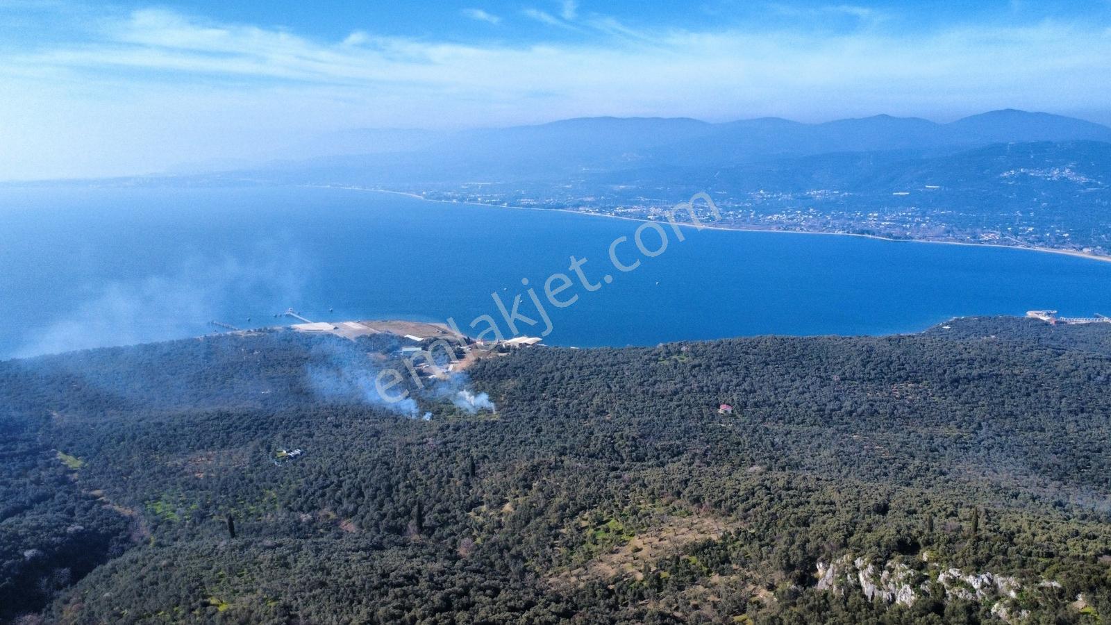Edincik 1.970 M² Satılık Zeytinlik Yatırımlık Fırsat! - Görsel 8