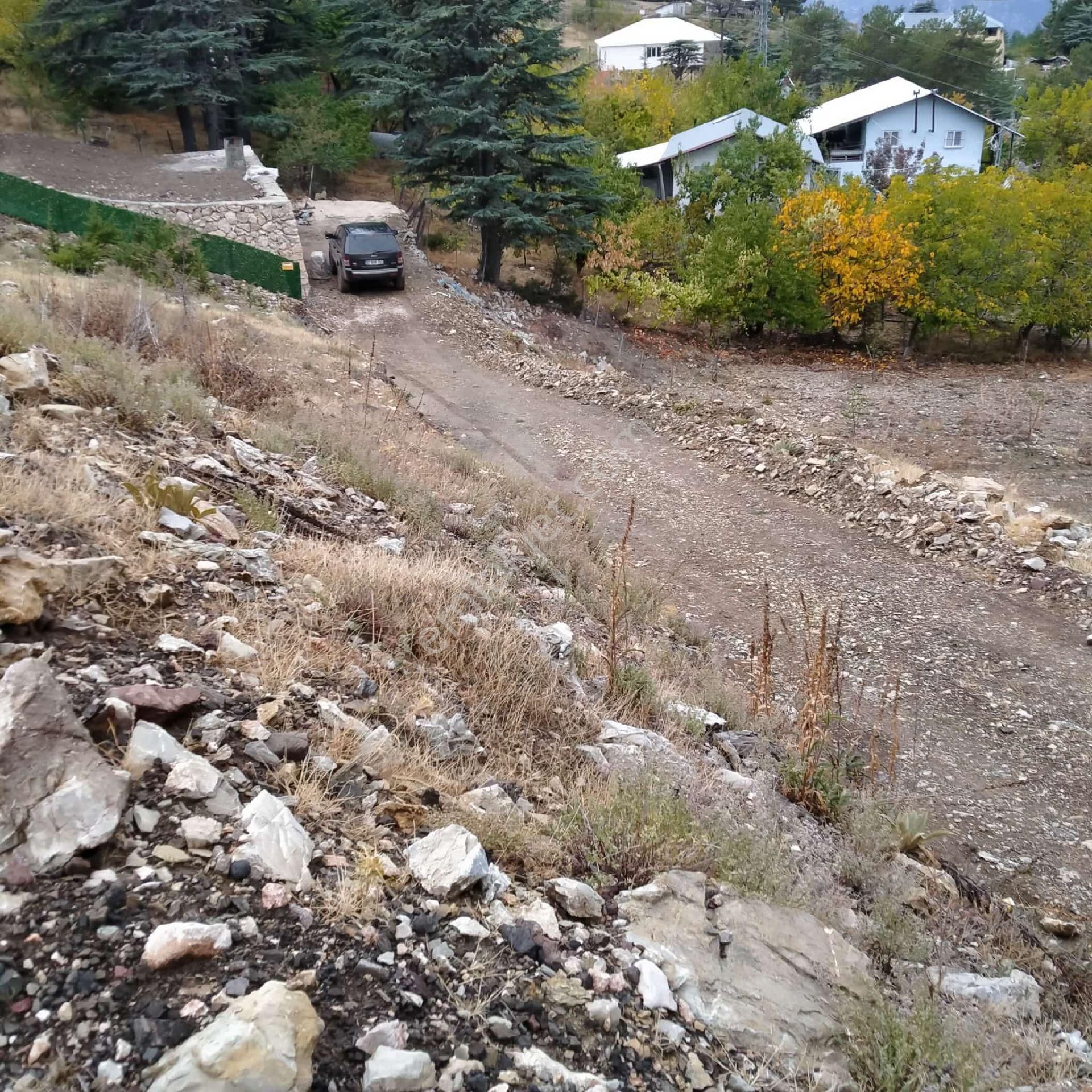 Antalya'nın En Yakın Yaylası'nda Gatıran (sedir) Ağaçların Arasında