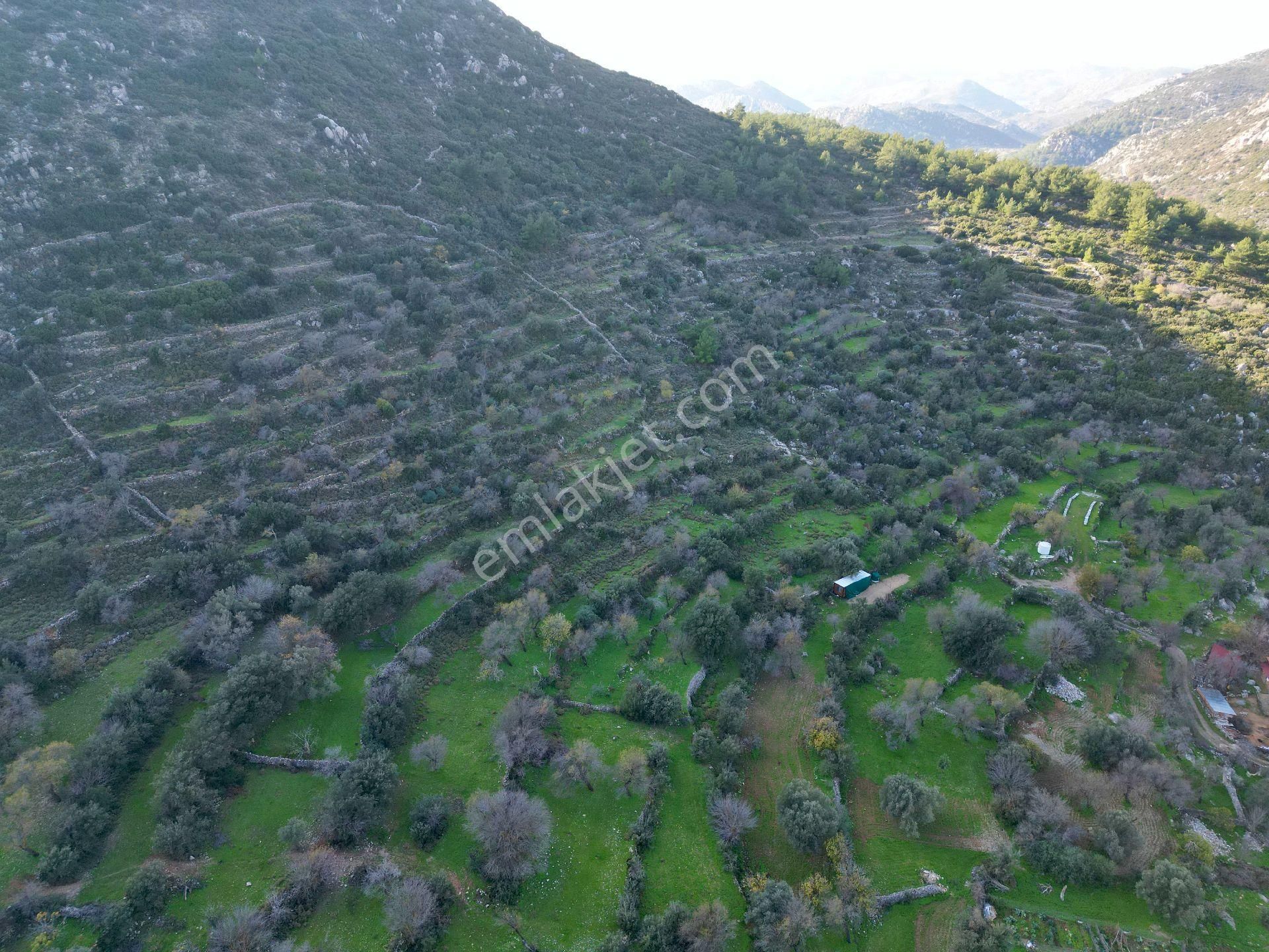 Joker: Marmaris Söğüt Resmi Yol Cepheli Doğa İçinde Tarla - Görsel 13