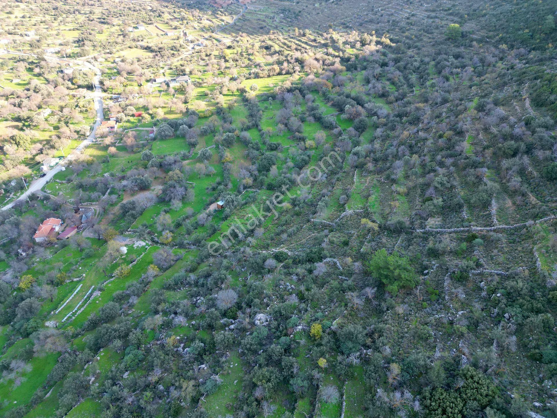 Joker: Marmaris Söğüt Resmi Yol Cepheli Doğa İçinde Tarla - Görsel 15