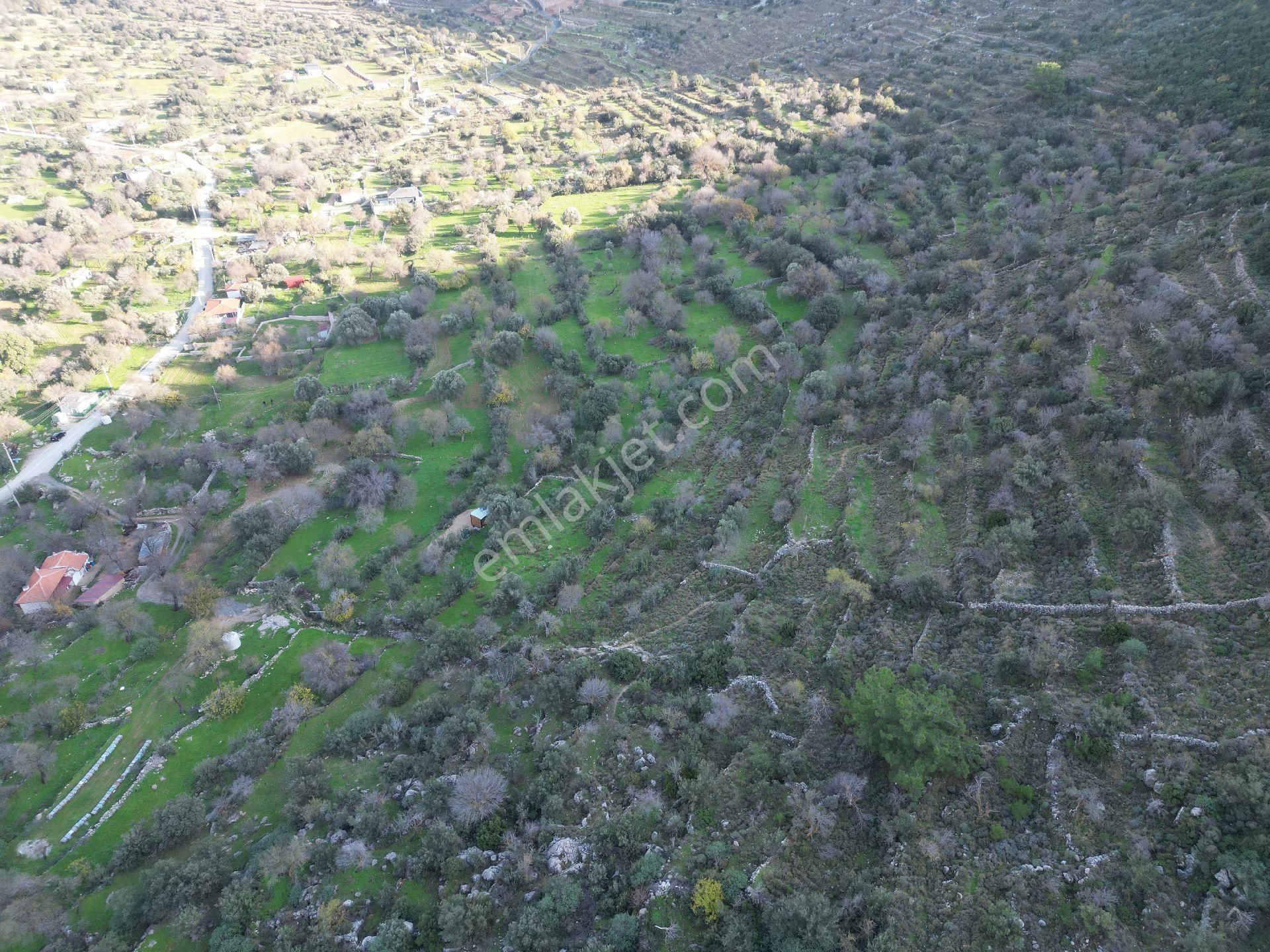 Joker: Marmaris Söğüt Resmi Yol Cepheli Doğa İçinde Tarla - Görsel 12