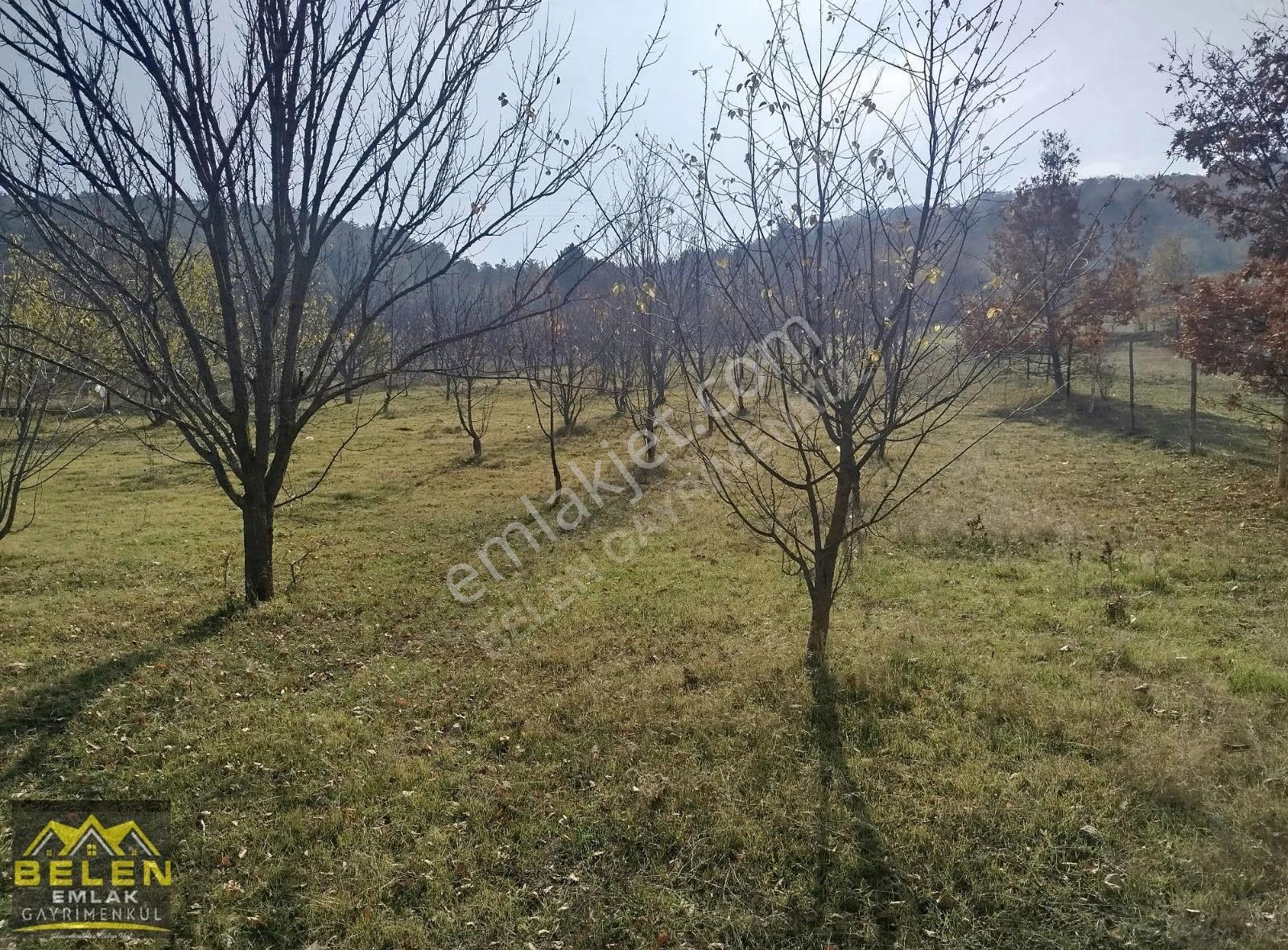 Asfalta Sıfır Meyva Bahçesi - Görsel 3