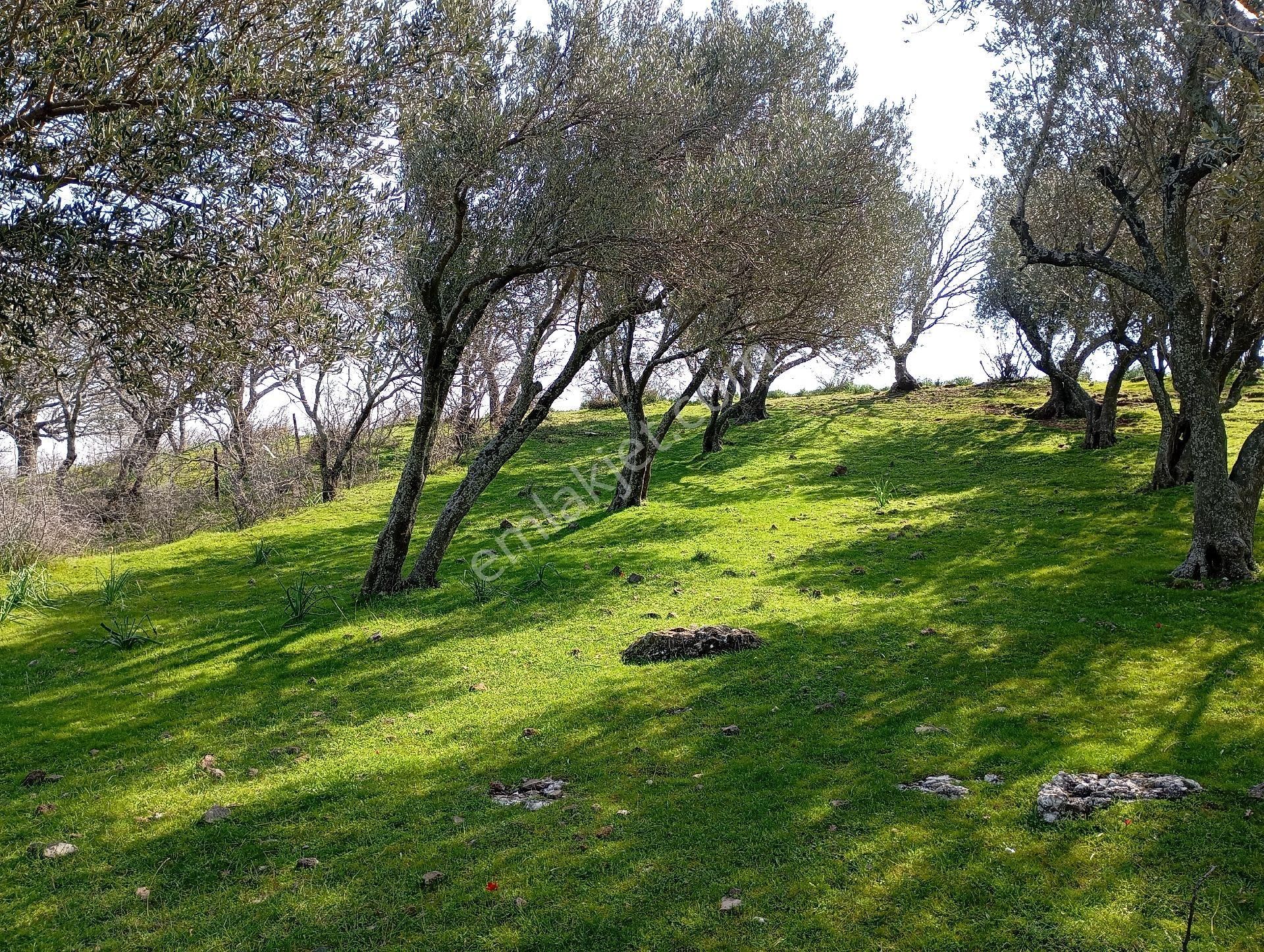 Elit Emlaktan Bergama Ferizlerde Yatırımlık Zeytinlik - Görsel 4