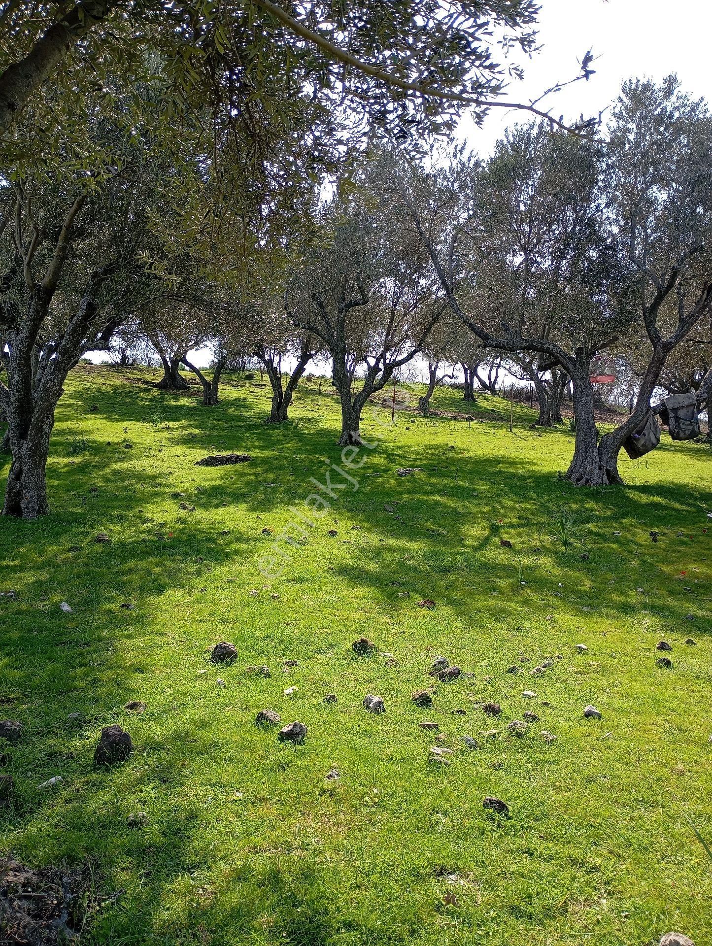 Elit Emlaktan Bergama Ferizlerde Yatırımlık Zeytinlik - Görsel 2