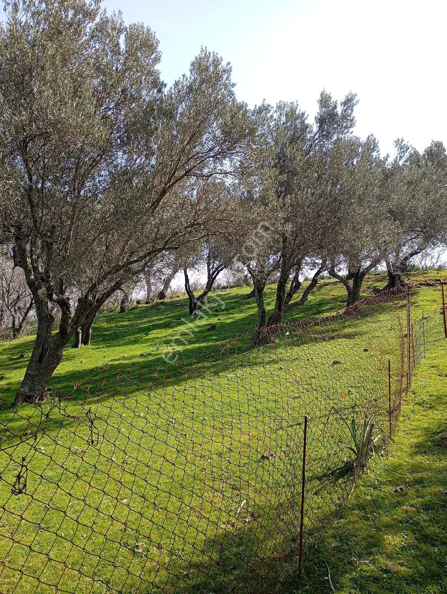 Elit Emlaktan Bergama Ferizlerde Yatırımlık Zeytinlik - Görsel 5