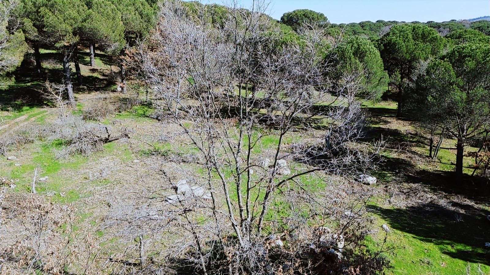 Bergama Kozak Karaveliler Mah'de 24.500m2 Satılık Tarla - Görsel 4