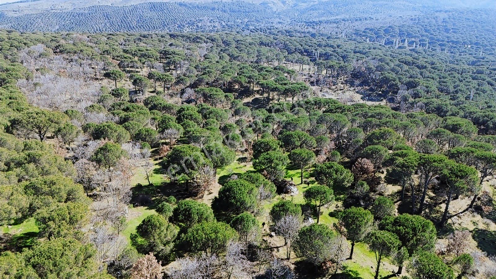 Bergama Kozak Karaveliler Mah'de 24.500m2 Satılık Tarla - Görsel 22