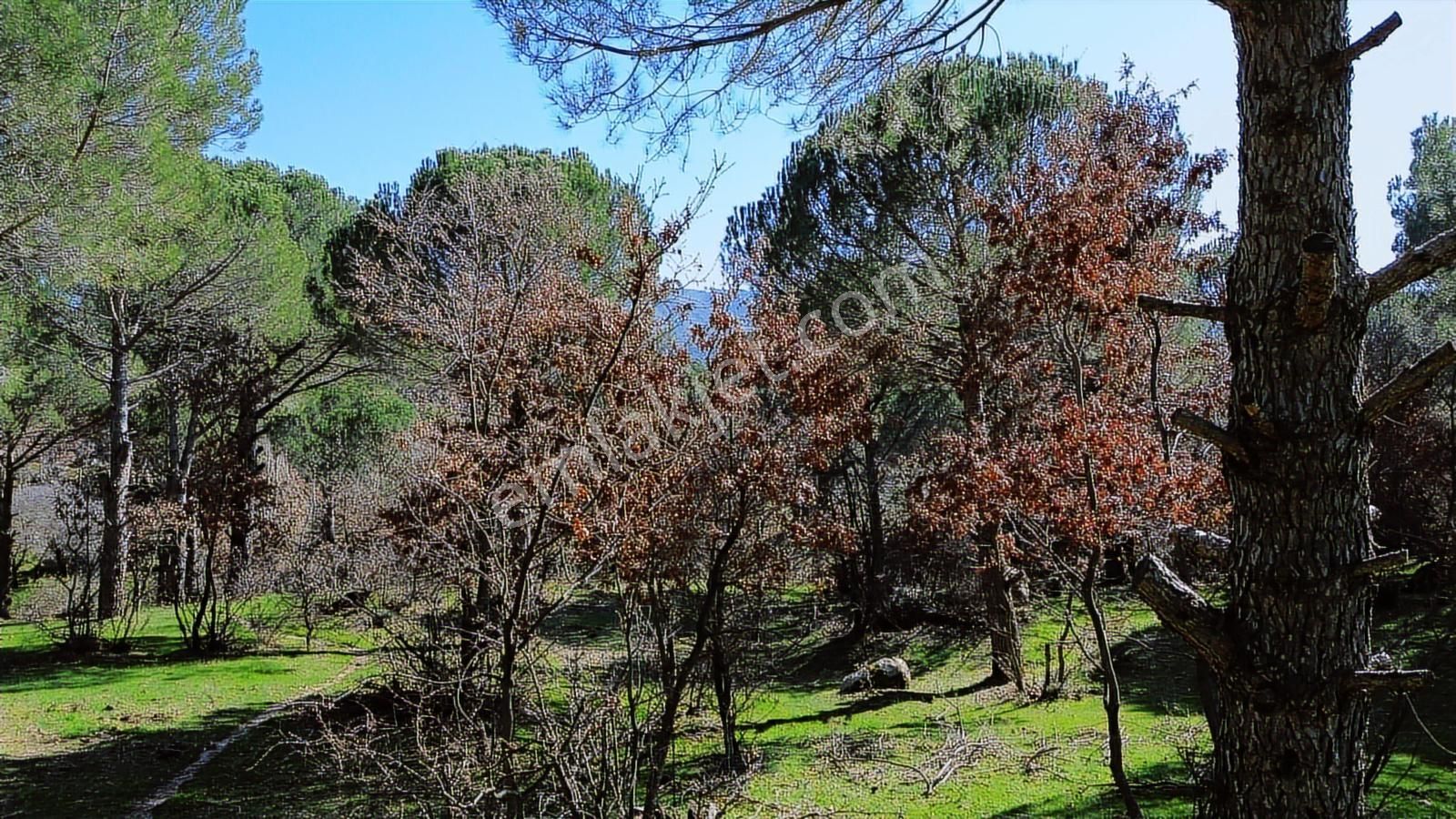 Bergama Kozak Karaveliler Mah'de 24.500m2 Satılık Tarla - Görsel 23