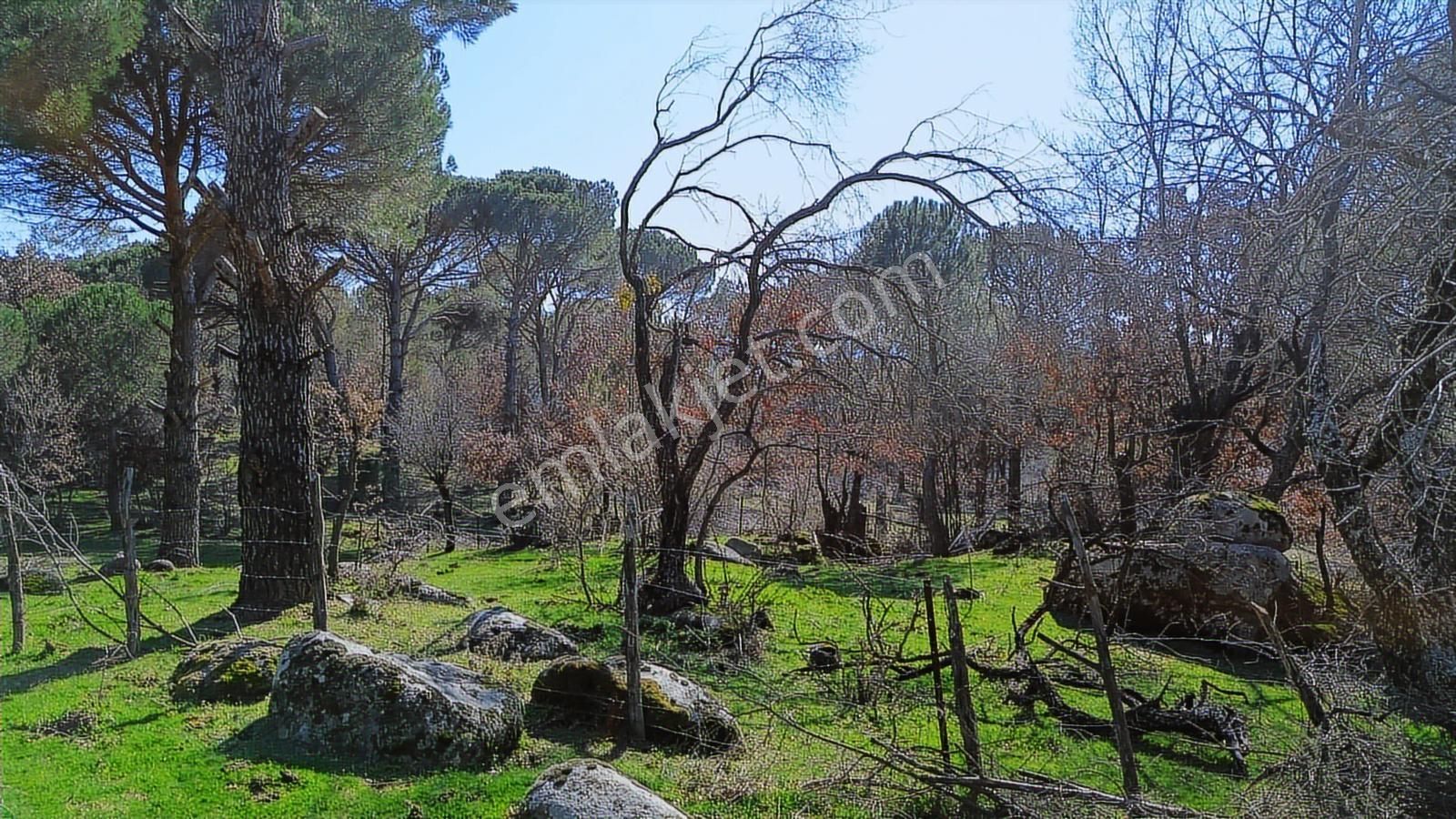 Bergama Kozak Karaveliler Mah'de 24.500m2 Satılık Tarla - Görsel 2