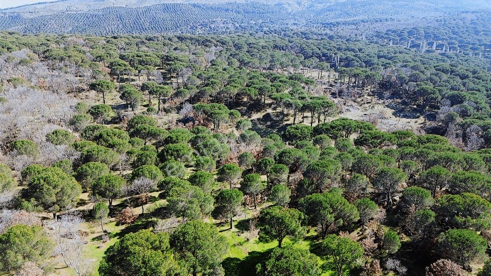 Bergama Kozak Karaveliler Mah'de 24.500m2 Satılık Tarla - Görsel 12