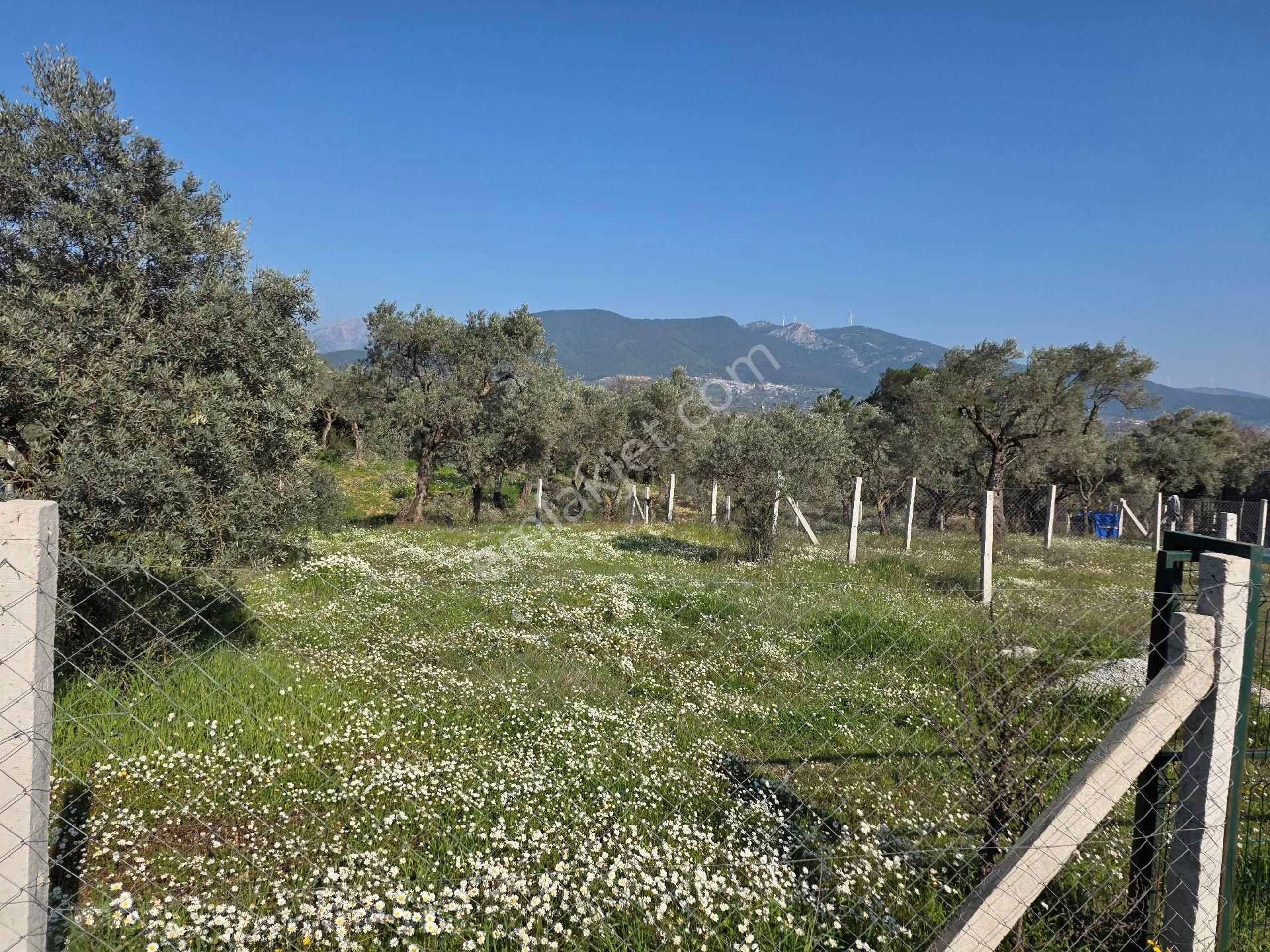 Torbalı Dağkızılca Yol Kenarı Zeytinli Tarla - Görsel 4