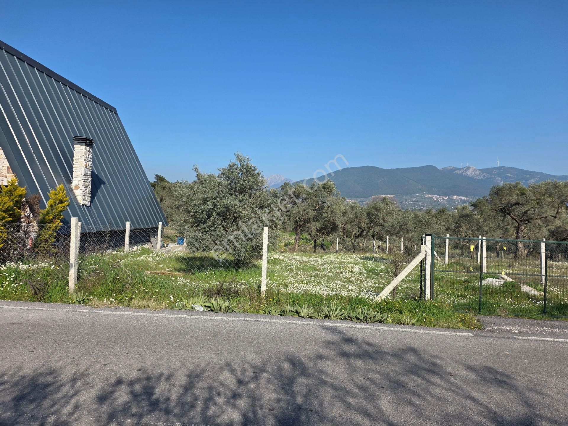 Torbalı Dağkızılca Yol Kenarı Zeytinli Tarla - Görsel 2