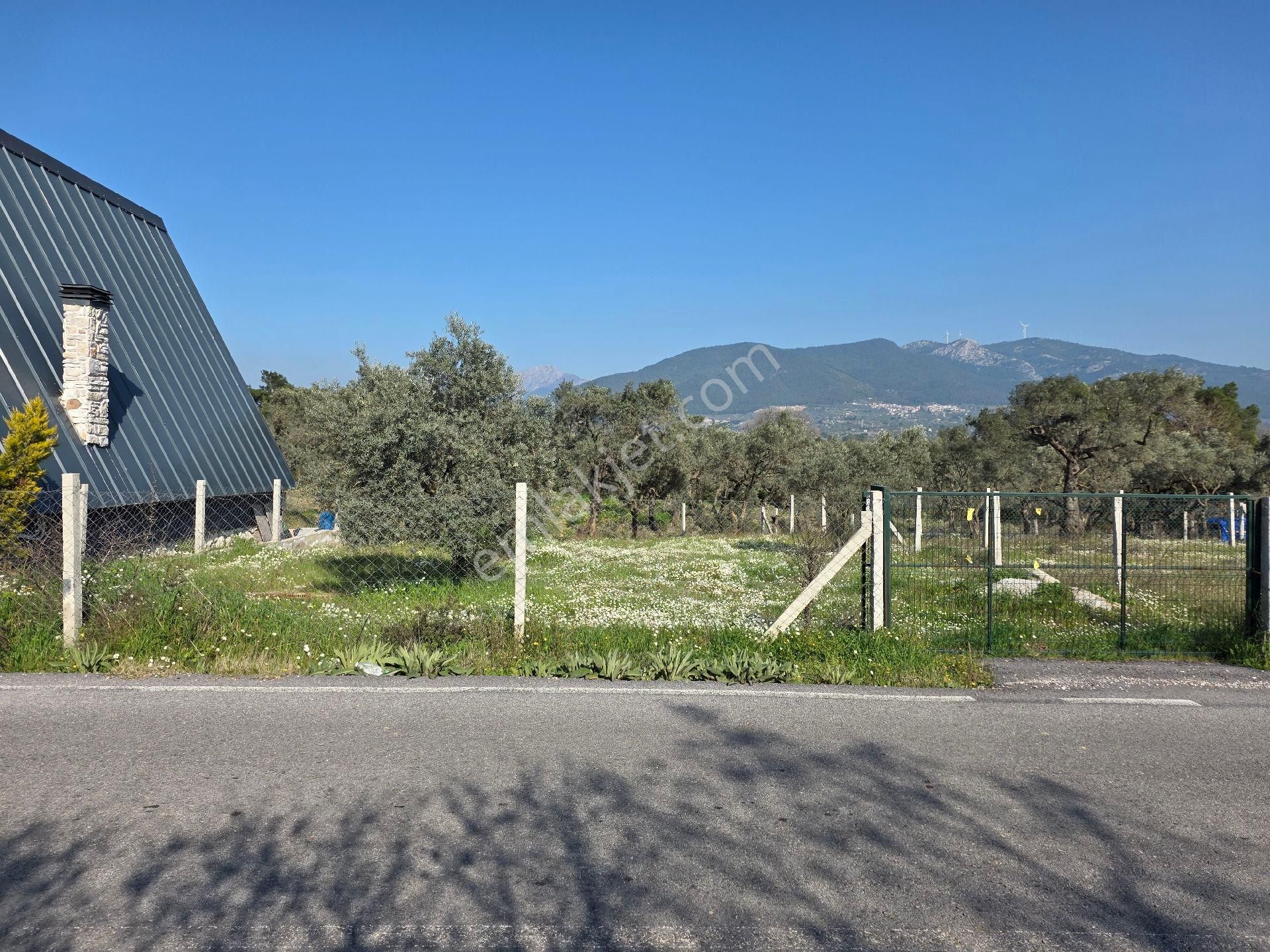 Torbalı Dağkızılca Yol Kenarı Zeytinli Tarla