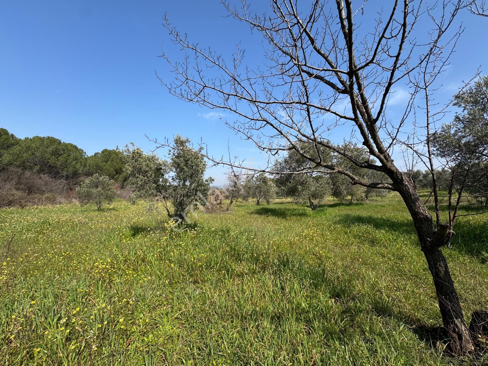 Burhaniye Yabancılar Köyünde Satılık 8.080 M2 Zeytinlik - Görsel 5