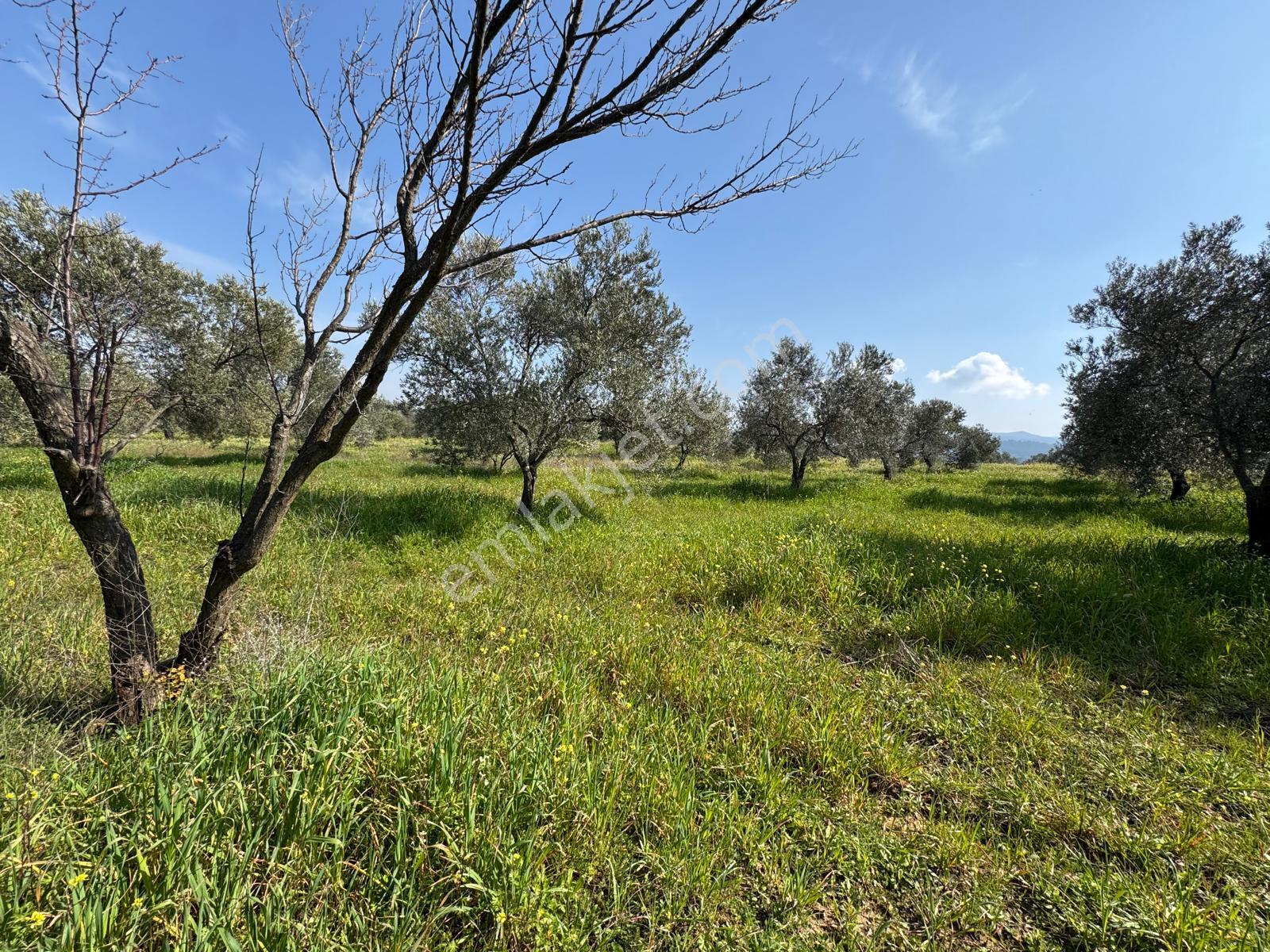 Burhaniye Yabancılar Köyünde Satılık 8.080 M2 Zeytinlik - Görsel 3