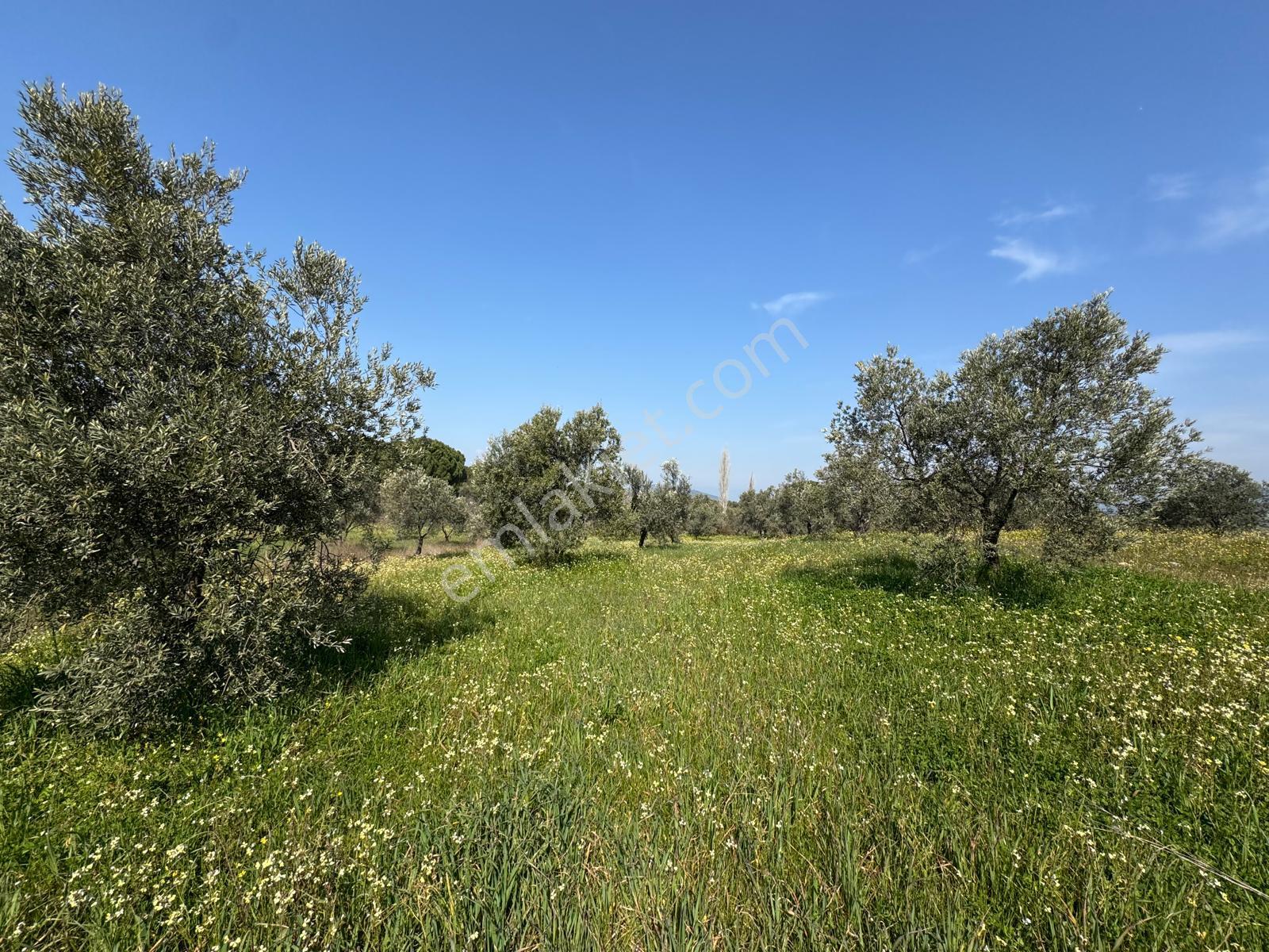 Burhaniye Yabancılar Köyünde Satılık 8.080 M2 Zeytinlik - Görsel 8