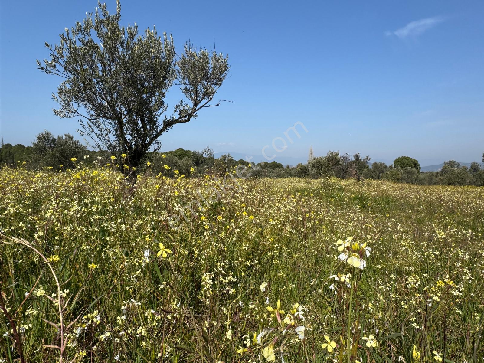 Burhaniye Yabancılar Köyünde Satılık 8.080 M2 Zeytinlik - Görsel 12